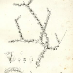 Prunus fasciculata plant met groene bladeren en kleine witte bloemen in botanische illustratie.