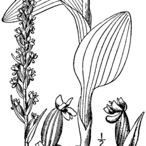 Rare white Platanthera aquilonis orchid in natural habitat.