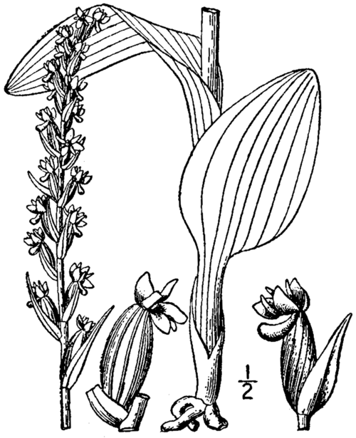 Rare white Platanthera aquilonis orchid in natural habitat.