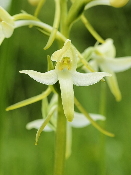 Welriekende nachtorchis witte bloem in close-up, winterhard en schaduw.