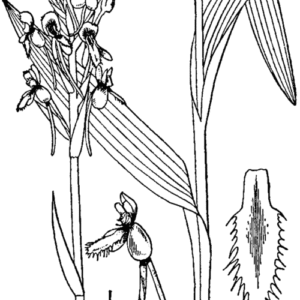 Platanthera blephariglottis orchidee bloem zwart-wit lijntekening.