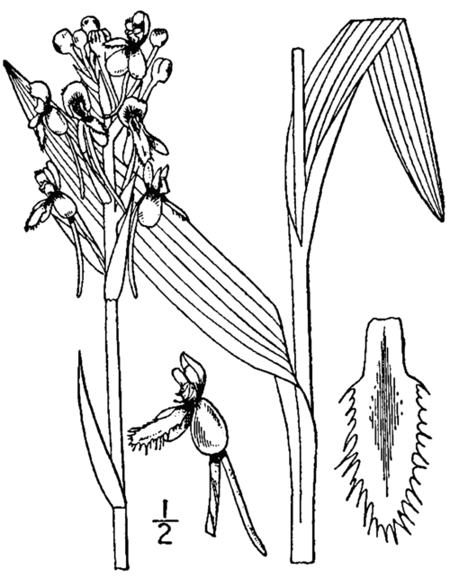 Platanthera blephariglottis orchidee bloem zwart-wit lijntekening.