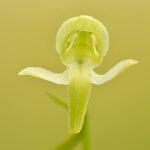 Bloeiende Bergnachtorchis in schaduwrijke omgeving, winterhard.