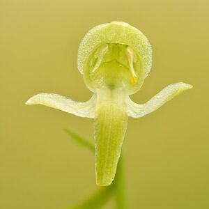 Bloeiende Bergnachtorchis in schaduwrijke omgeving, winterhard.