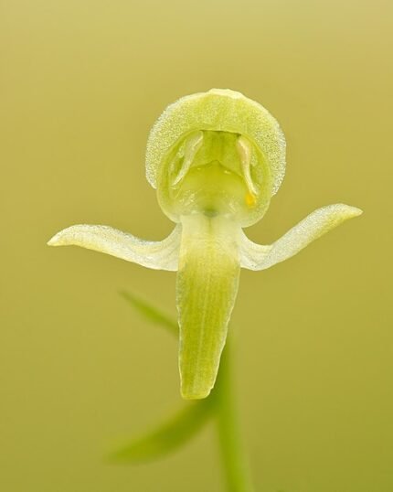 Bloeiende Bergnachtorchis in schaduwrijke omgeving, winterhard.