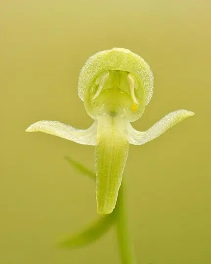 Bloeiende Bergnachtorchis in schaduwrijke omgeving, winterhard.
