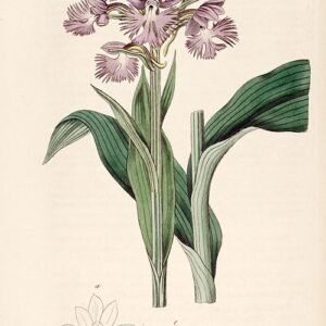 Witte orchidee bloem met groene bladeren op botanische illustratie uit 1819.