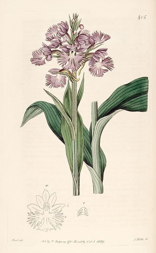 Witte orchidee bloem met groene bladeren op botanische illustratie uit 1819.