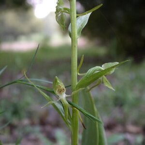 Platanthera holmboei orchidee in schaduwrijke omgeving.