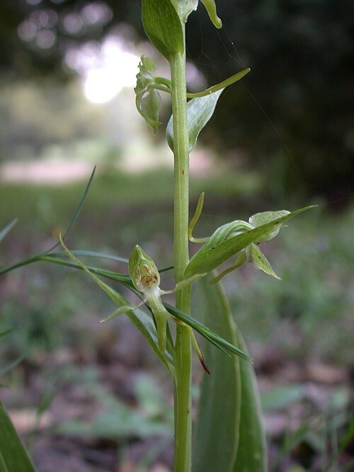 Platanthera holmboei orchidee in schaduwrijke omgeving.
