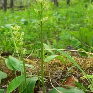 Platanthera obtusata bloem in natuurlijke omgeving, zachte witte bloem.