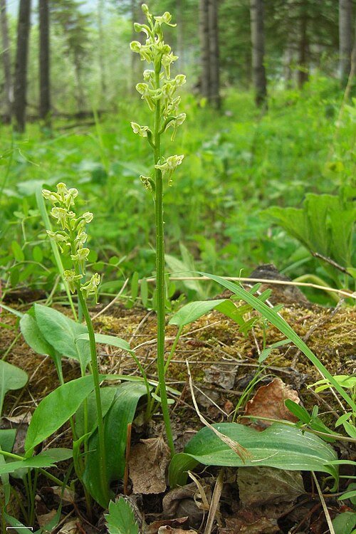 Platanthera obtusata bloem in natuurlijke omgeving, zachte witte bloem.