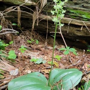 White Platanthera orbiculata orchid flower with round leaves on green stem.