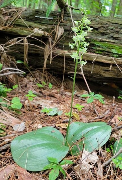 White Platanthera orbiculata orchid flower with round leaves on green stem.
