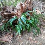 Platycerium bifurcatum op kalkrijke grond, winterhard.