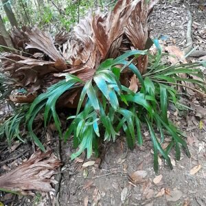 Platycerium bifurcatum op kalkrijke grond, winterhard.