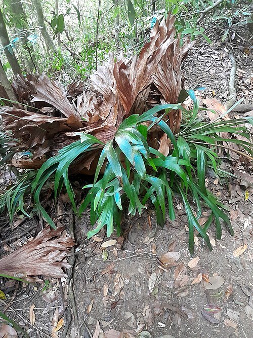 Platycerium bifurcatum op kalkrijke grond, winterhard.