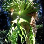 Grote groene bladeren van Platycerium superbum in Coffs Harbour.