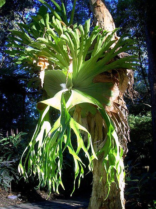 Grote groene bladeren van Platycerium superbum in Coffs Harbour.