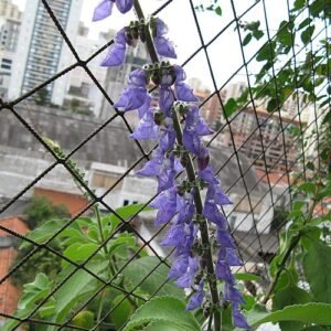 Plectranthus barbatus plant met paarse bloemen en groen blad.