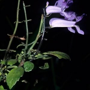 Plectranthus saccatus plant with green and purple leaves on a white background.