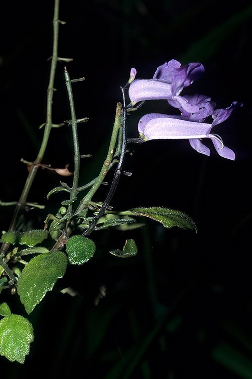 Plectranthus saccatus plant with green and purple leaves on a white background.
