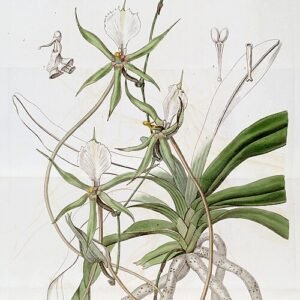 Plectrelminthus plant met langwerpige groene bladeren en witte bloemaren in botanische illustratie.