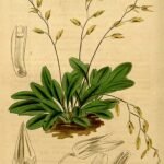 Specklinia grobyi orchidee met heldergroene bloemen en kleine bladeren.