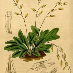 Specklinia grobyi orchidee met heldergroene bloemen en kleine bladeren.