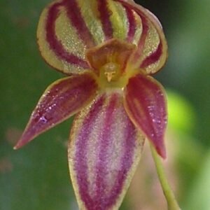 Pleurothallis lamellaris orchidee bloem met witte en paarse tinten op groen blad.