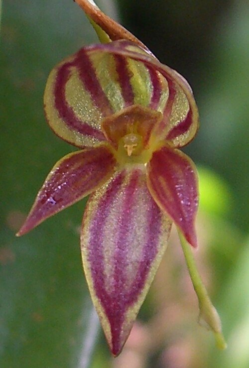 Pleurothallis lamellaris orchidee bloem met witte en paarse tinten op groen blad.