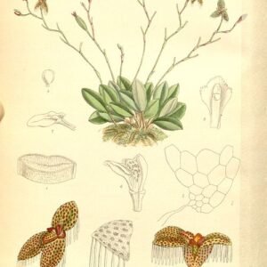 Stelis ornata orchidee met gele bloemen op groene bladeren.