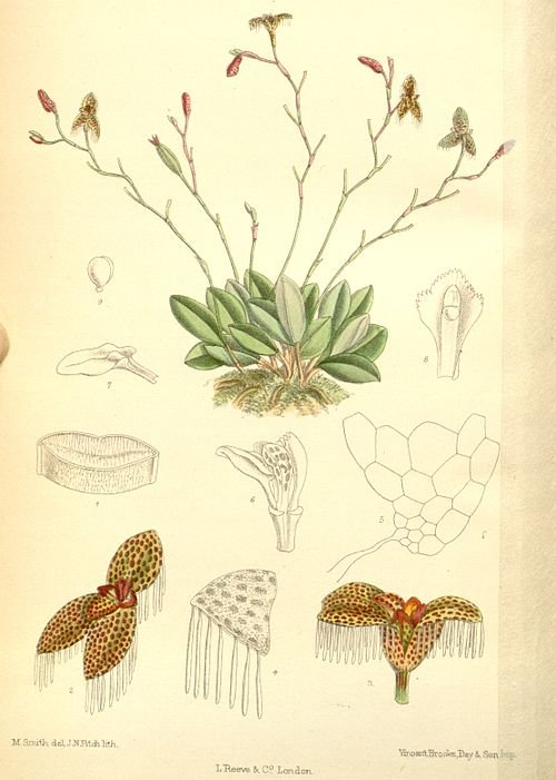 Stelis ornata orchidee met gele bloemen op groene bladeren.