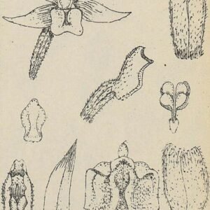 Purple Plocoglottis orchid with green leaves on botanical illustration from 1928.