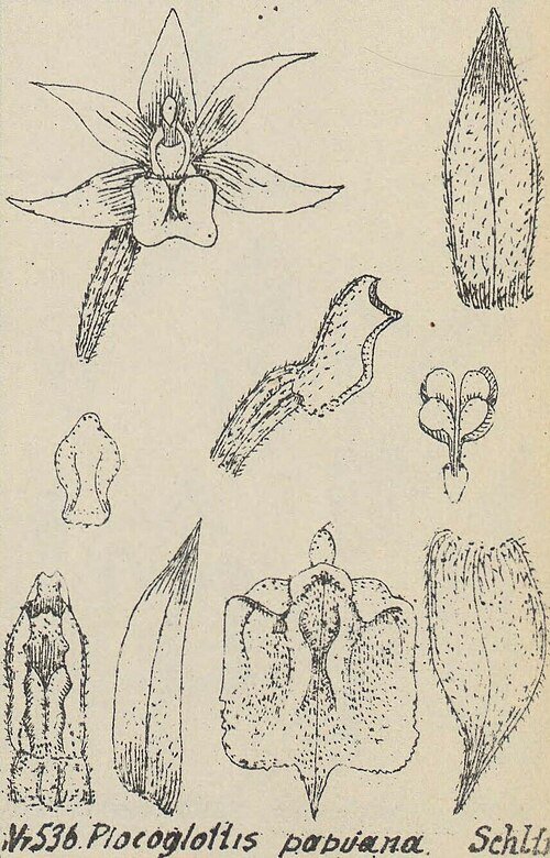 Purple Plocoglottis orchid with green leaves on botanical illustration from 1928.