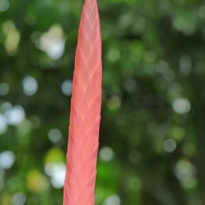 Prachtige rode Vriesea splendens plant met groene bladeren en rode bloem.