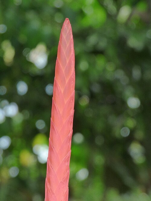 Prachtige rode Vriesea splendens plant met groene bladeren en rode bloem.