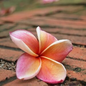 Beautiful plumeria flower on brick background.