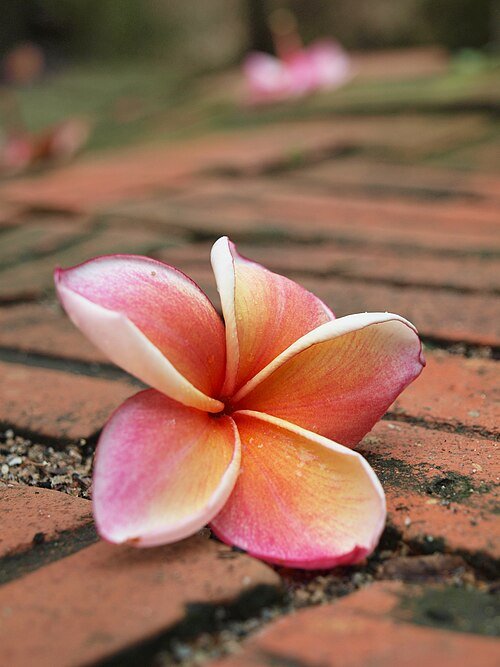 Beautiful plumeria flower on brick background.