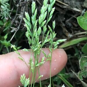 Kleinbladig groen gras met bloeiende pluimen op kleigrond.