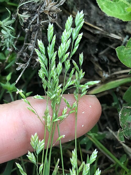 Kleinbladig groen gras met bloeiende pluimen op kleigrond.