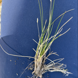 Beemdgras met lange groene halmen en pluizige bloeiaren in halfschaduw.