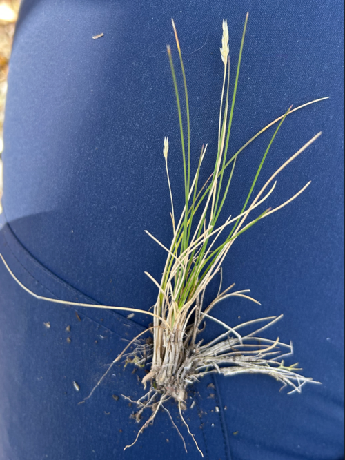 Beemdgras met lange groene halmen en pluizige bloeiaren in halfschaduw.