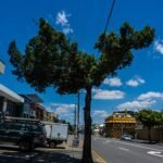 Podocarpus elatus boom met schaduwrijke standplaats in Brookes St, Bowen Hills.