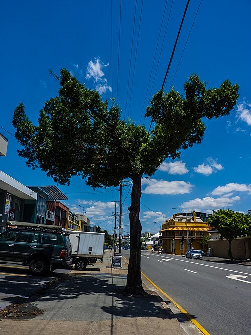 Podocarpus elatus boom met schaduwrijke standplaats in Brookes St, Bowen Hills.