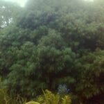 Podocarpus henkelii plant met smalle bladeren en groene takken.