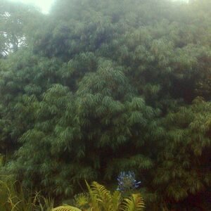 Podocarpus henkelii plant met smalle bladeren en groene takken.