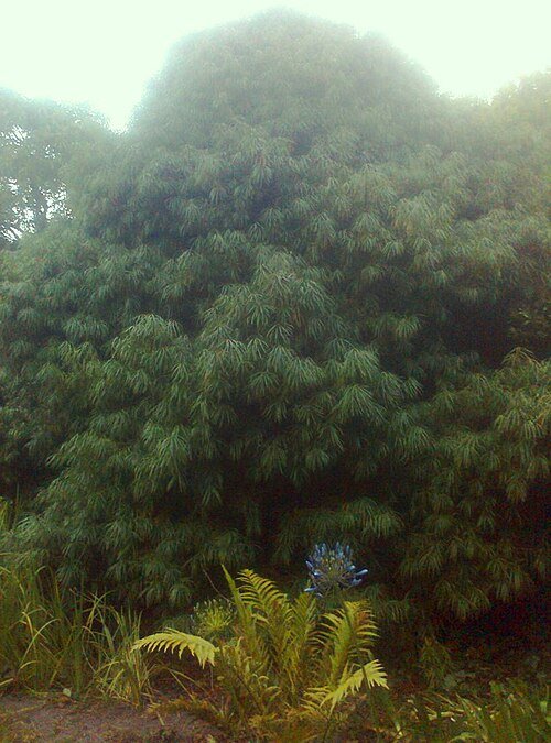 Podocarpus henkelii plant met smalle bladeren en groene takken.