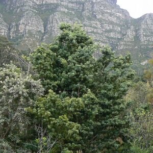 Jonge Podocarpus latifolius boom met groene bladeren op Tafelberg.