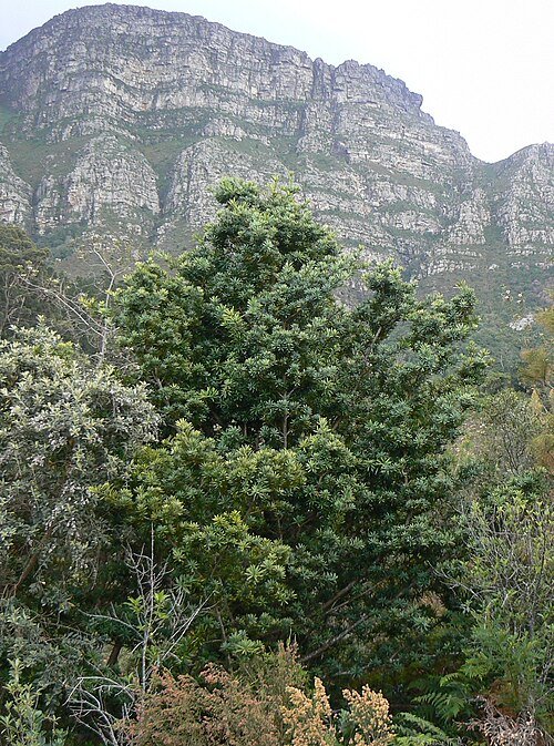 Jonge Podocarpus latifolius boom met groene bladeren op Tafelberg.
